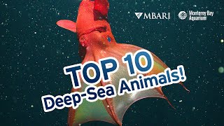 The Top 10 DeepSea Animals (according to Monterey Bay Aquarium Research Institute scientists)