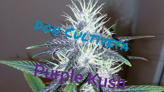 Purple Kush Auto Floreciente. Don Cultiveta Experimento seguimiento Parte 10