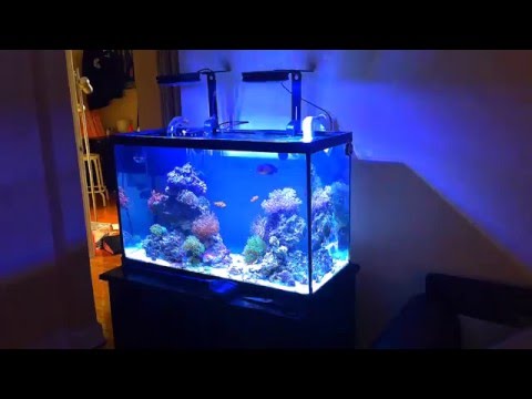29 gallon nano reef