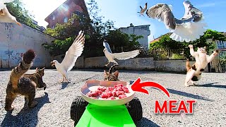 Cats doesn't want to share meat with seagulls