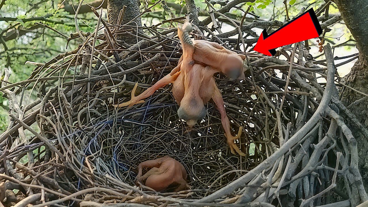 Cuckoo baby failed attempt to push the other baby out of the nest - YouTube