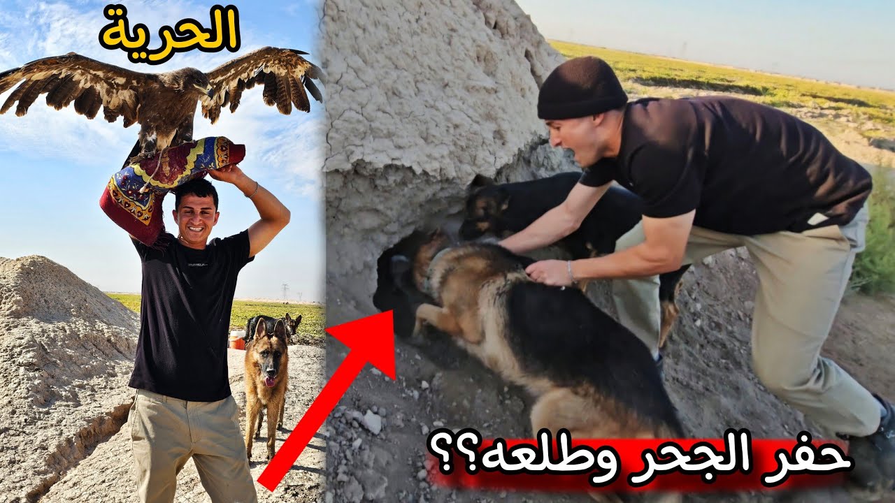 طلعنا رحلة صيد في الجو البارد 🥶 هجوم كلابي روك ولوسي  على الحيوانات _ طلقت سراح النسر العملاق 🦅