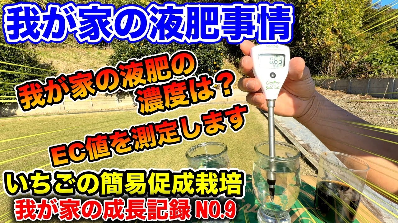 第9回イチゴ栽培で最も適した肥料は何っ？？〜イチゴの簡易促成栽培、我が家の成長記録動画シリーズ〜