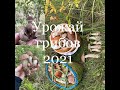 ШоК! Грибы хоть косой коси! Вирусное видео про грибы