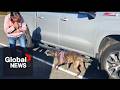 "Shocked": Dog stolen in the Yukon somehow found safe 5,000 km away in Arizona