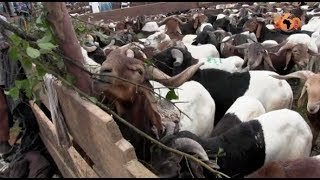 Le360.ma •  Côte d'Ivoire: entre 120 000 et 150 000 moutons pou Abidjan