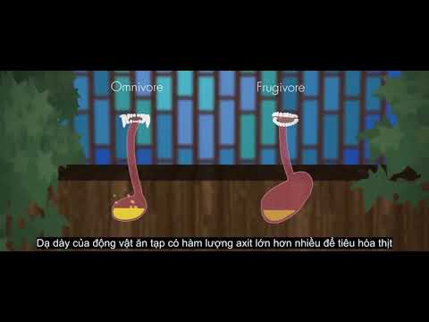 Video: Tại sao một số loài động vật lại ăn tạp?