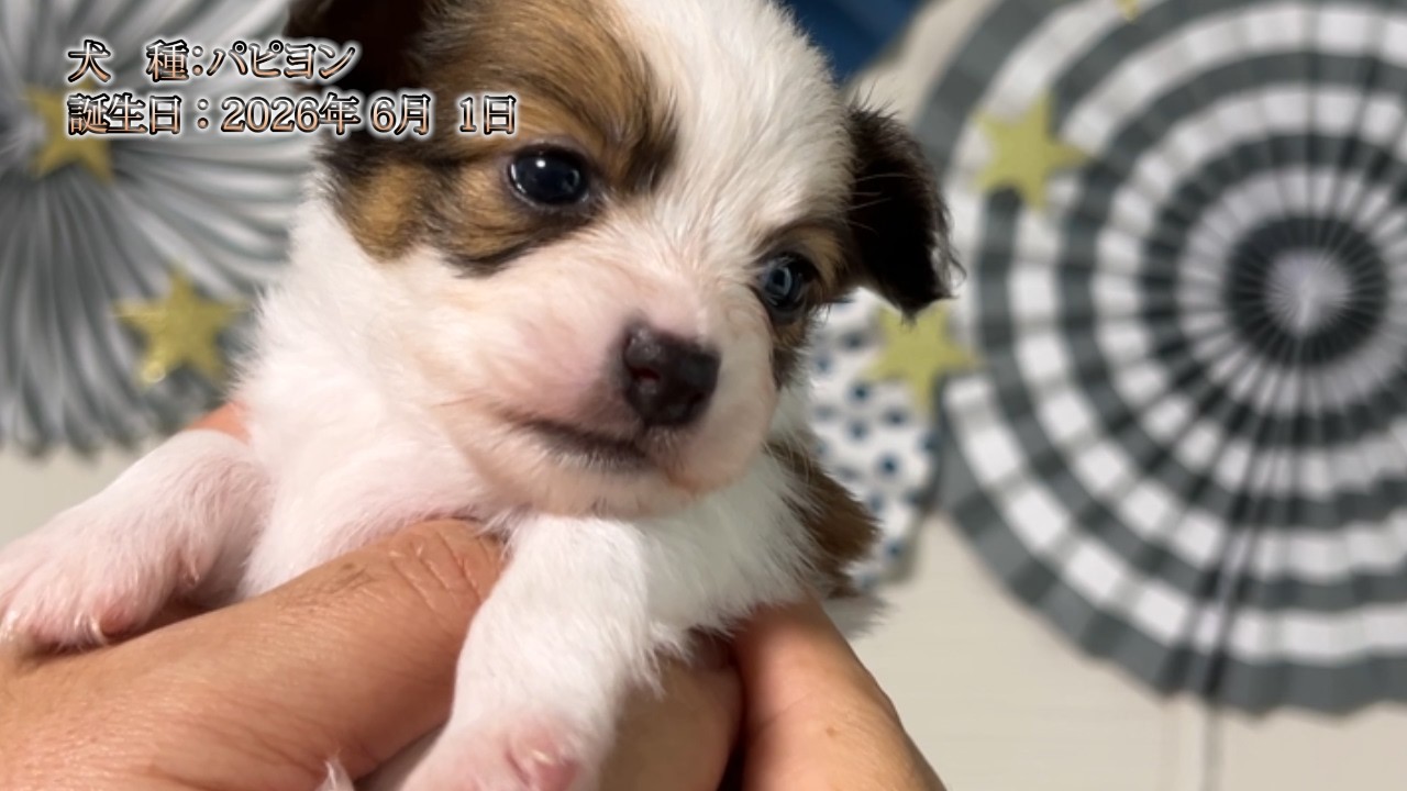 ★パピヨン★ パピヨン2026年6月1日生001 - YouTube