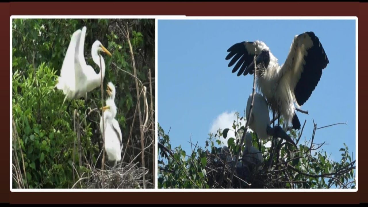 The Differences & Similarities in Nestling Feeding Behavior Between Water-wader Birds.