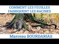 Ref:VWnAcTppM-o Comment les feuilles fabriquent les racines, par marceau bourdarias