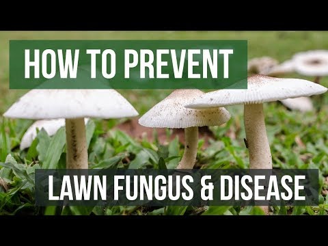How to Prevent Lawn Fungus and Disease