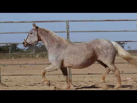 LOTE 06   RP   147 TEQUILA DO AMANHECER