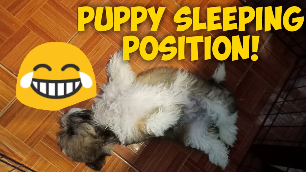 HOW SHIH TZU SLEEP SHIH TZU SLEEPING POSITION YouTube