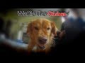 Waffle the Dog Chases a Drone (Walksnail Onboard DVR)