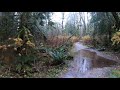 [4K] Virtual Hike To Crystal Falls Coquitlam BC Heavy Rain and Muddy Trail