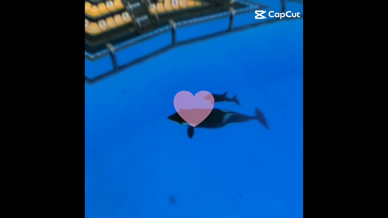 Morgan's new baby calf :) ❤❤❤ 