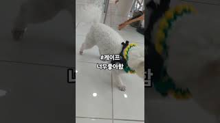 #강아지 #케이프 #비숑 #강아지옷뜨기 #골드애견  #강아지일상