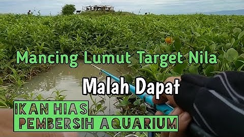 Mancing Umpan Lumut❗❗❗| Mancing Liar |Memancing Di danau Tempe