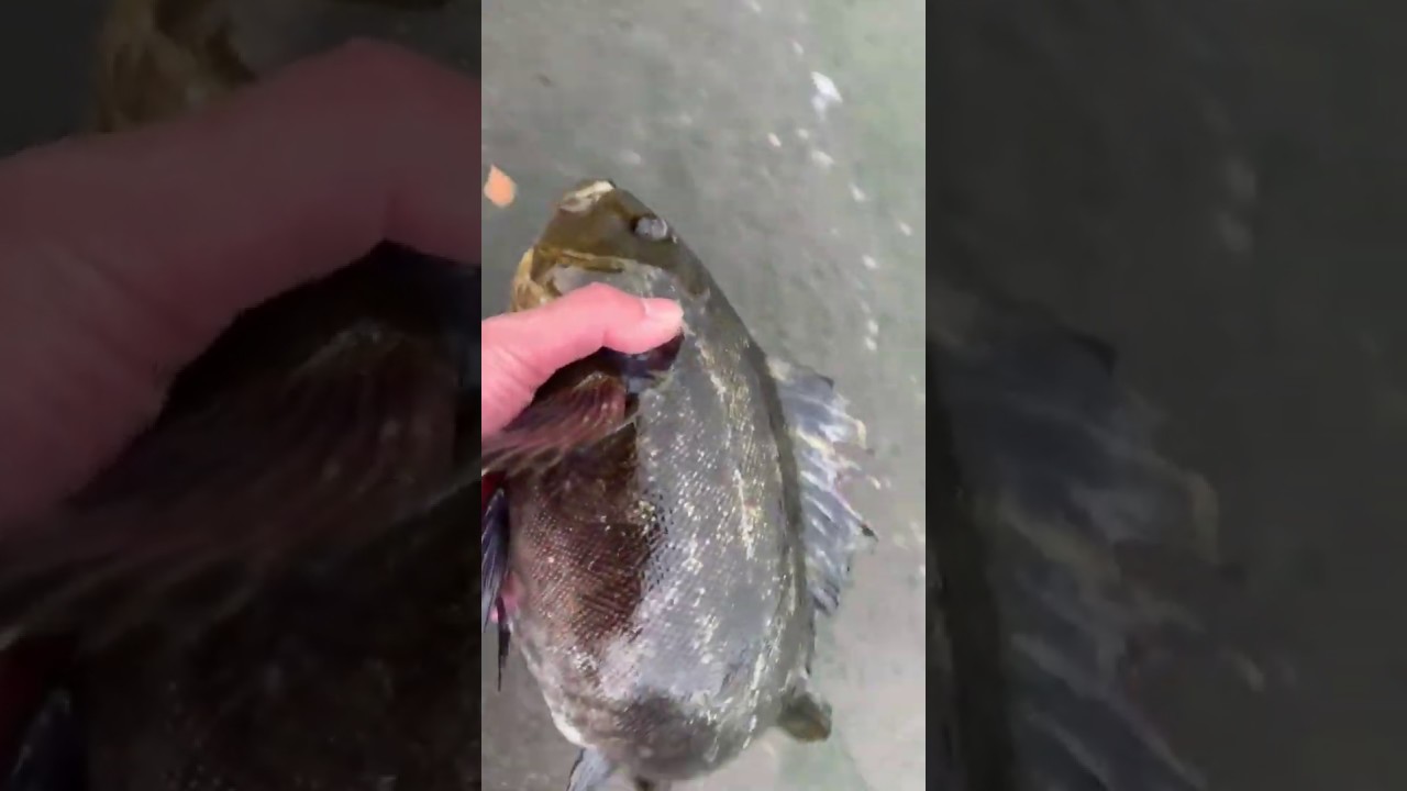 釣行記 盛期の三陸ロックフィッシュ 今季の状況と攻略法 釣りtiki東北