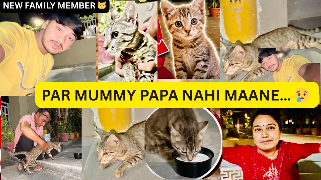 NEW FAMILY MEMBER 🐱 | Mummy Papa Ka Reaction 😬❤️