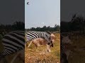 A desperate fight to escape from the lion #shorts #trending #viralvideo #youtubeshorts