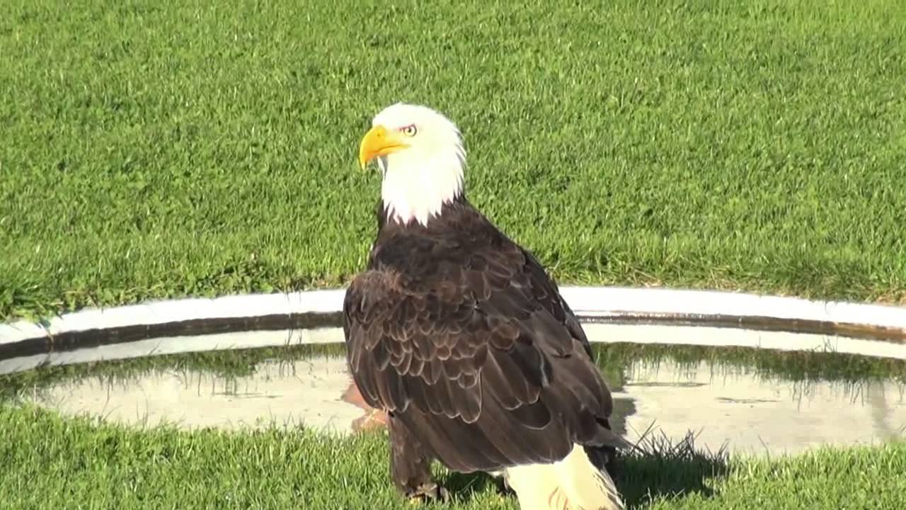 Burg Landskron  Adler arena  Villach 2014