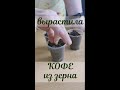 Как вырастить кофе или кофейное дерево из семян дома