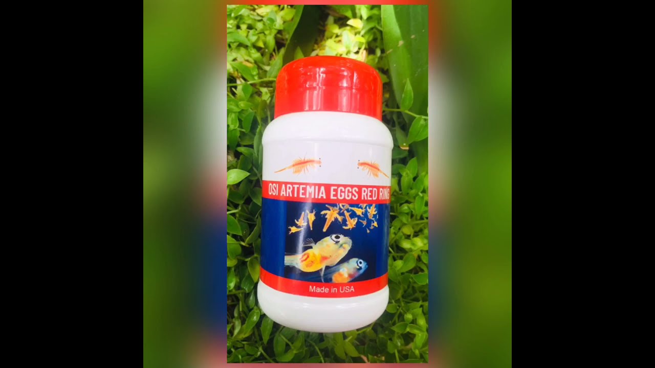 425 grams BBS Brine Shrimp Eggs (O.S.I Red Jungle Brand) Green Ring  Hatchable Food For Fish Fries | Shopee Philippines