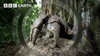 The Colossal Coconut Crab | South Pacific | BBC Earth by BBC Earth 529,078 views 3 days ago 4 minutes, 28 seconds