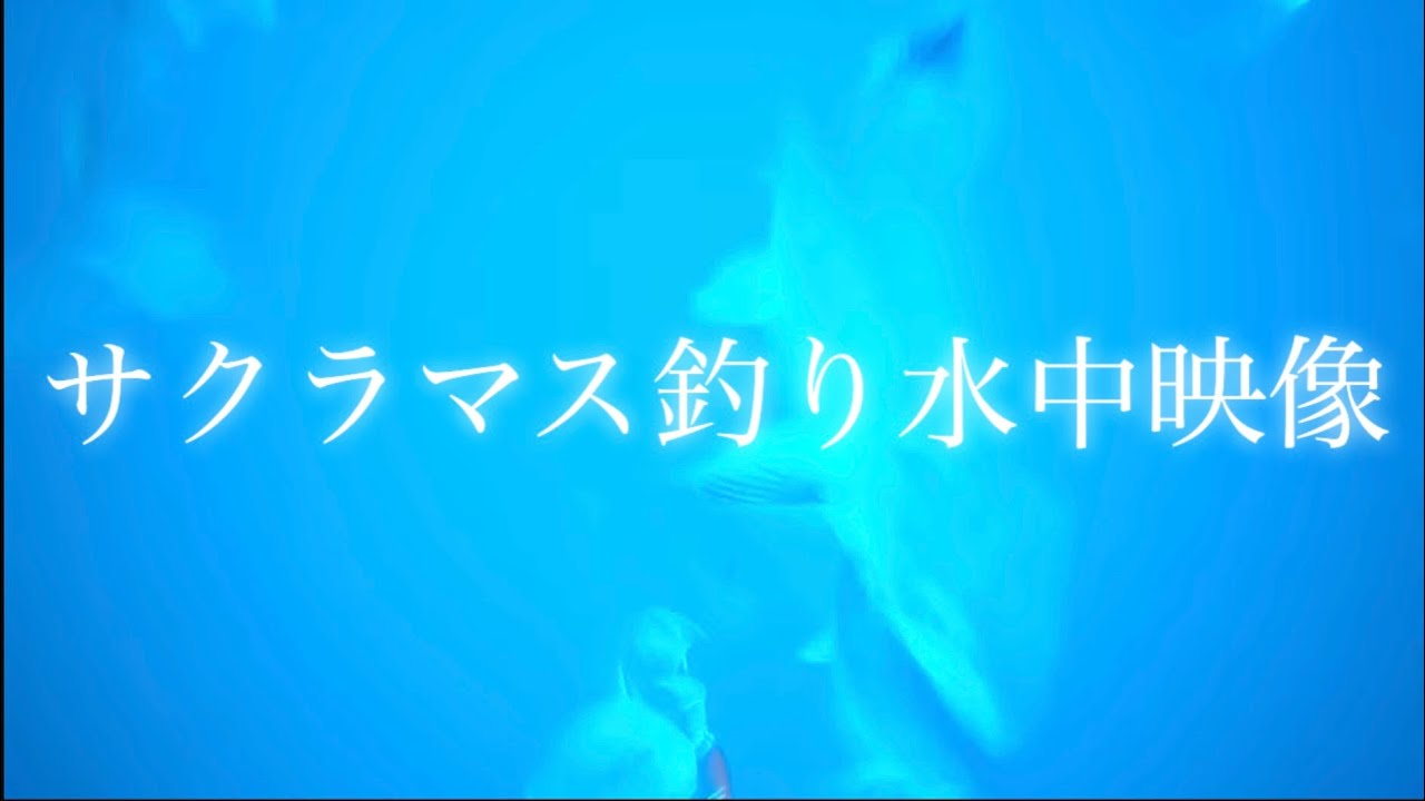 サクラマス釣りの真実！水中映像検証サクラマスジギングは何故難しいのか⁉︎