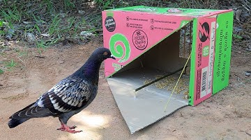 Making Easy Pigeon Trap Using Cardboard Box & Woods - Unique Bird Trap