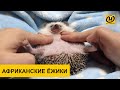 Африканские ёжики Хотите завести такого питомца Трижды подумайте и вот почему Африканские ёжики Хотите завести такого питомца Трижды подумайте и вот почему