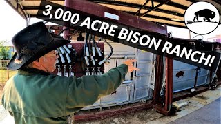 Amazing Tour of a Oklahoma Bison Ranch!