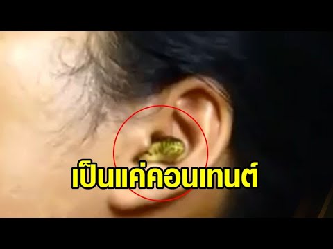 สัตวแพทย์ชี้ 'คลิปงูในหู' แค่ทำคอนเทนต์ – โผล่อีกคลิป 'งูโผล่จากเตารีด' คาดเป็น 'งูปล้องฉนวนอินเดีย' | สังเคราะห์เนื้อหาที่สมบูรณ์ที่สุดเกี่ยวกับเท น