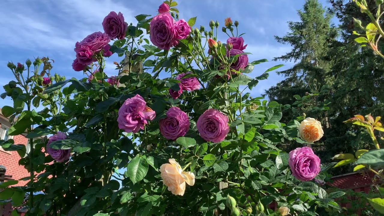 Walking in my rose garden  (2)  Evening, June 16, 2024 | Healing | Calm | Garden |#My pets my garden