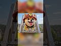 しばけん消防隊 出動！🚒✨ぴーぽー！ #cute #柴犬 #救急車