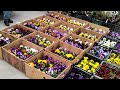 Обзор цветов на оптовом рынке Краснодар 10 04 22 г