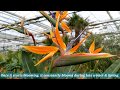 Bird of Paradise - Strelitzia reginae_One day-One plant_Flora-toskana GmbH