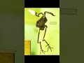 Creature of the Day: Strigogyps #birds #prehistoric