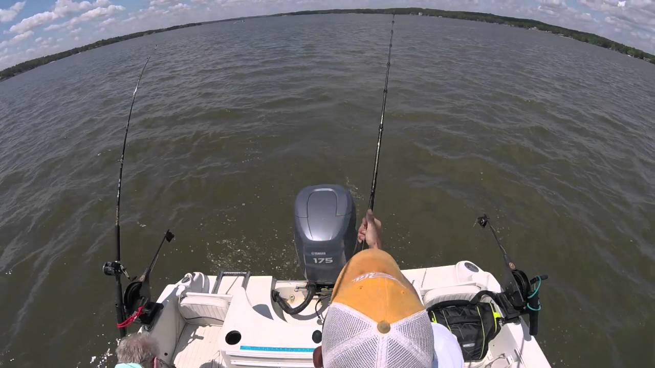 Wateree Striper Fishing 423 YouTube