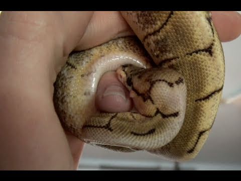 Video: Ball Python Bite: Behandling Og Hvornår Man Skal Se En Læge