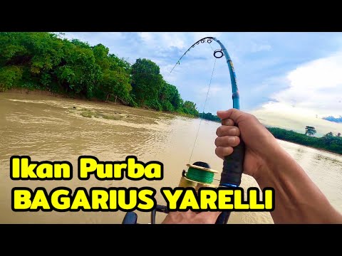 STRIKE IKAN PURBA BESAR SAMPAI DI SERET KE KARANG || BAGARIUS, NGONGAI, DALUM