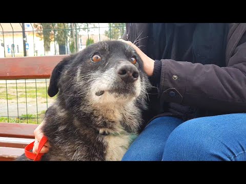 Video: Den usandsynlige binding Disse hunde, der er dannet med indre bybørn, er smukke