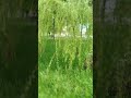 Green Peace 🌿 Calm Nature Vibes