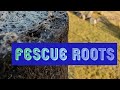 Root System of Fescue Grass Up Close - Grow It Deeper