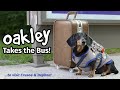 Ep#4: OAKLEY TAKES THE BUS - Goes to Visit Crusoe & Daphne! [Part 1]