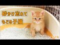 《茶トラ子猫》トイレのしつけ中！砂のかけ忘れに気づいたつくね。戻って砂をかける仕草がカワイイ！