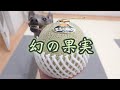 初めて食べるメロンが美味しすぎちゃった犬。【イタリアングレーハウンド】