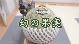 初めて食べるメロンが美味しすぎちゃった犬。【イタリアングレーハウンド】