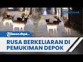 BUAT KAGET WARGA! Viral Kawanan Rusa Berkeliaran di Pemukiman Depok saat Subuh, Cegat Pemotor